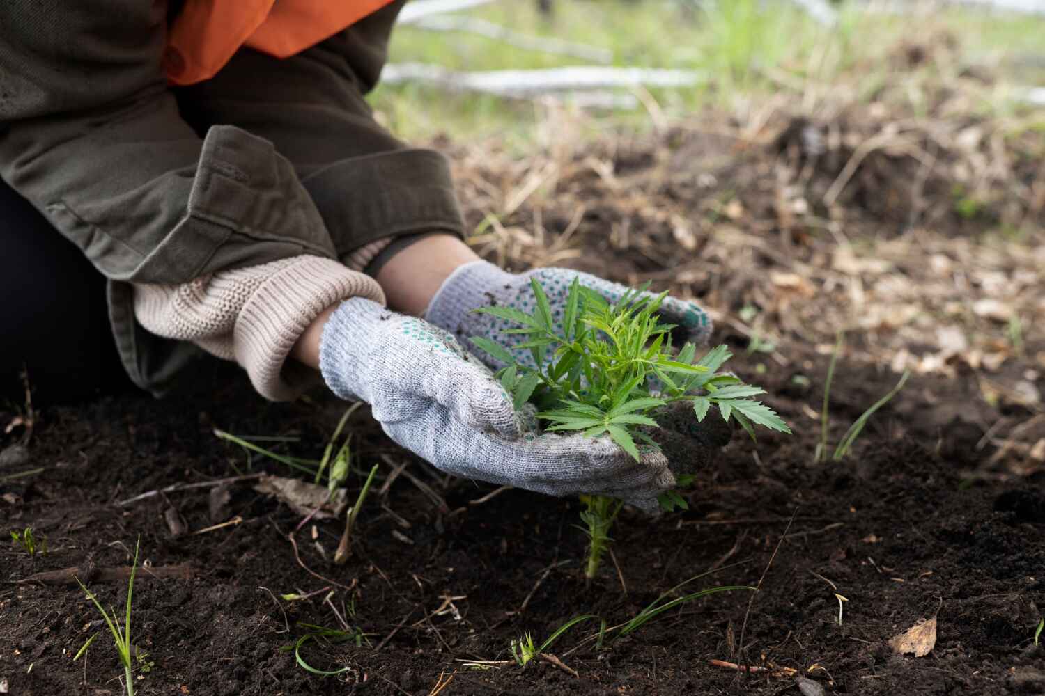 Best Tree Root Removal  in Wabasso Beach, FL